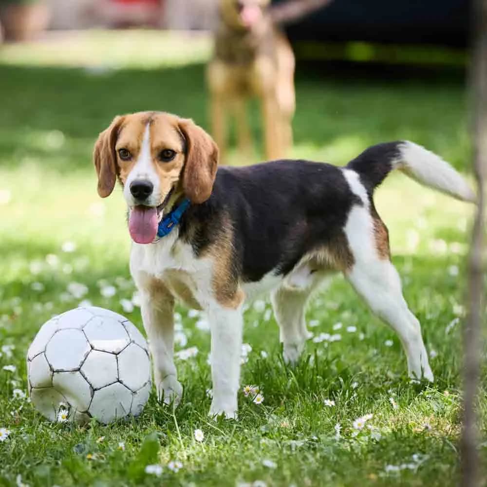 Bigi, male 4yo Beagle for adoption at PetMondo Serbia, Petmondo