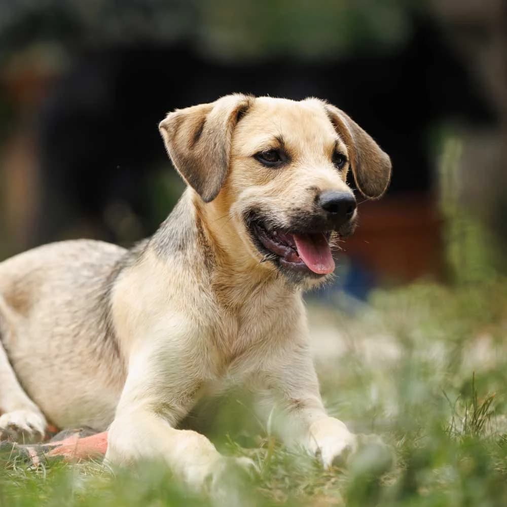 Neven, male puppy Mixed Breed for adoption at PetMondo Serbia, Petmondo