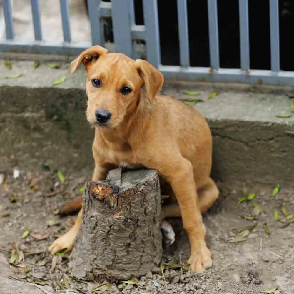 Lily, female puppy Mixed Breed for adoption at PetMondo Serbia, Petmondo