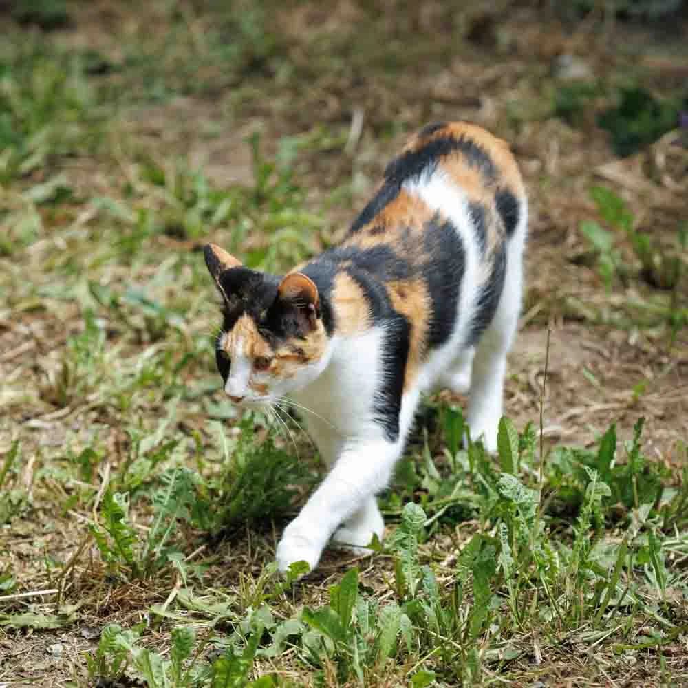 Izzy, female 3yo Mixed Breed for adoption at PetMondo Serbia, Petmondo