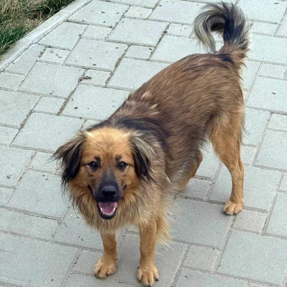 Boki, male young Mixed Breed for adoption at PetMondo Serbia, Petmondo