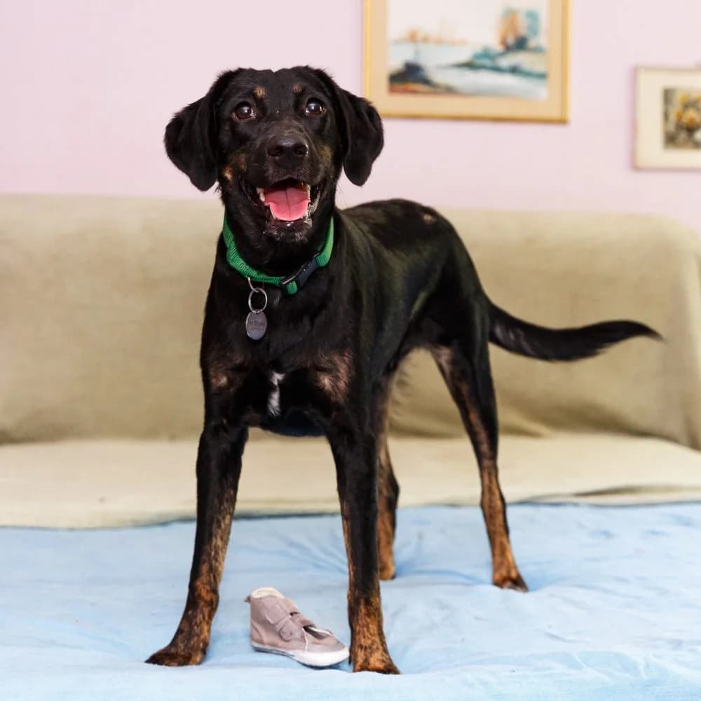 Boza, male 5yo Mixed Breed for adoption at PetMondo Serbia, Petmondo