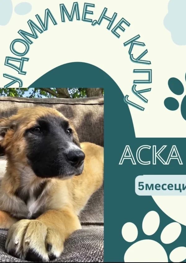 Aska (Аска), Mixed Breed for adoption at JKP Veterina Beograd — Prihvatilište za pse, Belgrade