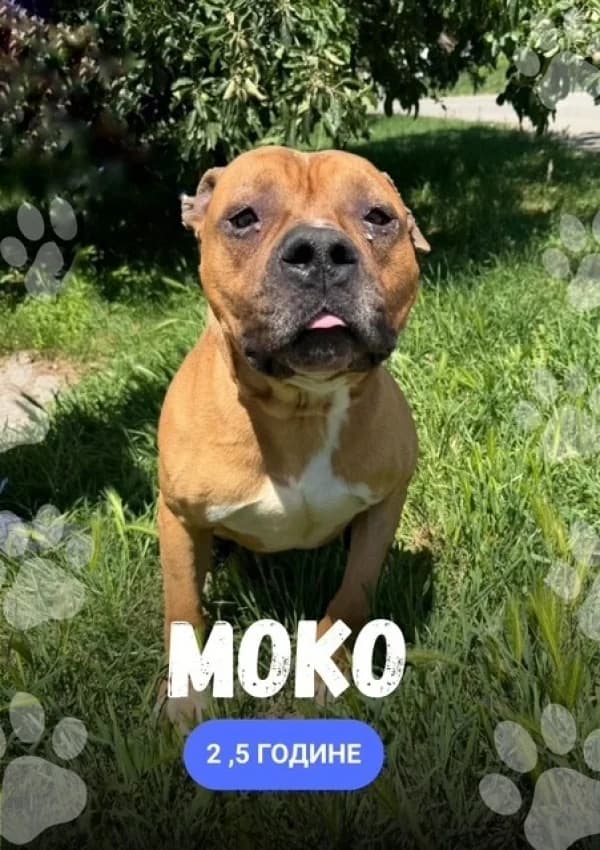 Moko (Моко), Mixed Breed for adoption at JKP Veterina Beograd — Prihvatilište za pse, Belgrade