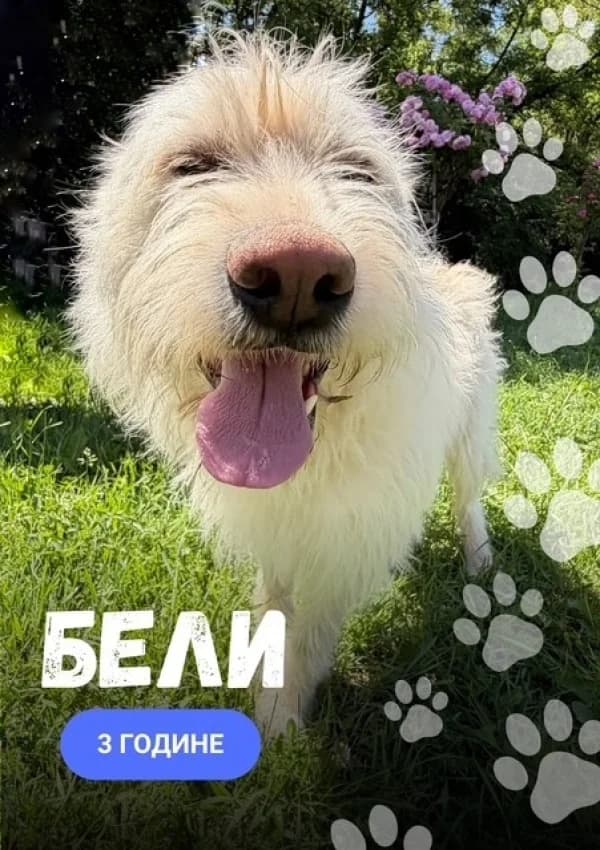 Beli (Бели), Mixed Breed for adoption at JKP Veterina Beograd — Prihvatilište za pse, Belgrade