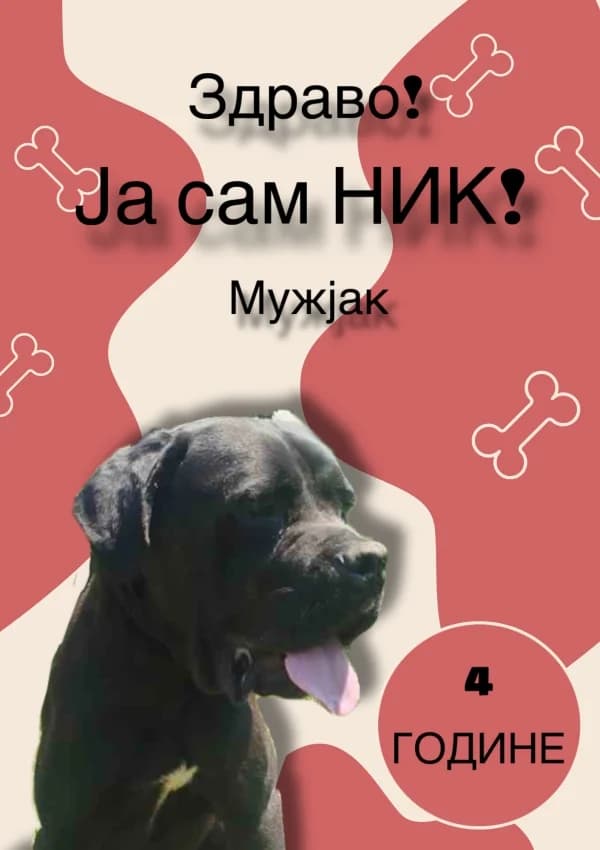 Nik (Ник), Mixed Breed for adoption at JKP Veterina Beograd — Prihvatilište za pse, Belgrade