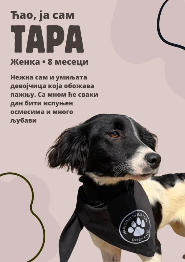 Tara (Тара), Mixed Breed for adoption at JKP Veterina Beograd — Prihvatilište za pse, Belgrade
