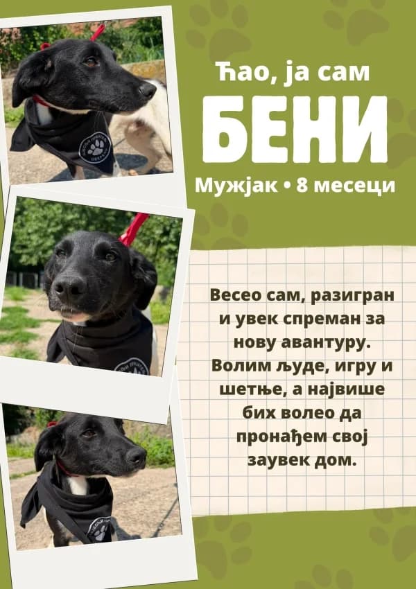 Beni (Бени), Mixed Breed for adoption at JKP Veterina Beograd — Prihvatilište za pse, Belgrade