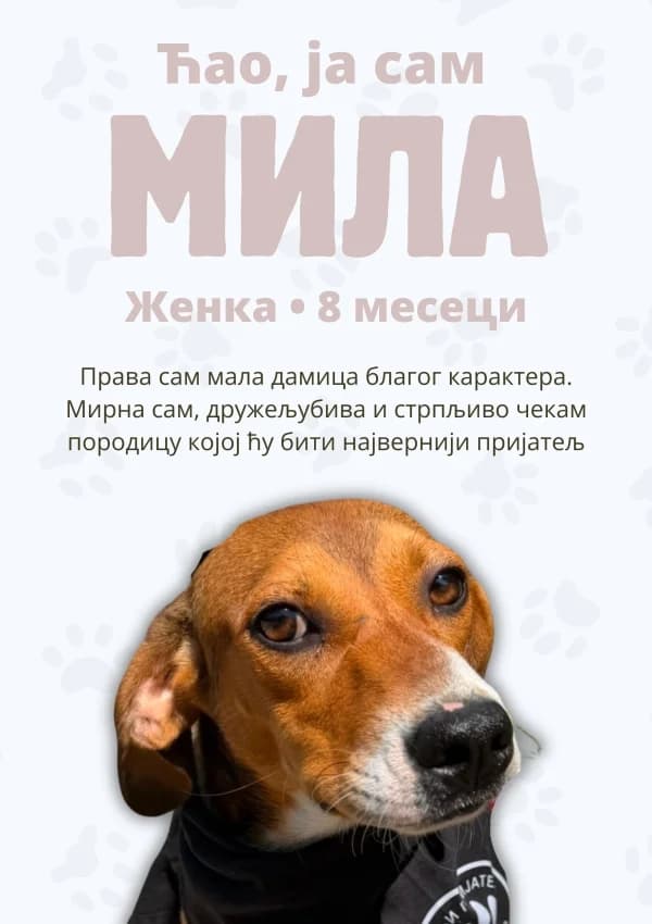 Mila (Мила), Mixed Breed for adoption at JKP Veterina Beograd — Prihvatilište za pse, Belgrade