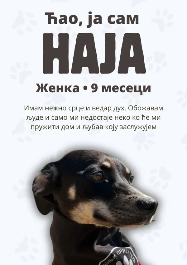 Naja (Наја), Mixed Breed for adoption at JKP Veterina Beograd — Prihvatilište za pse, Belgrade