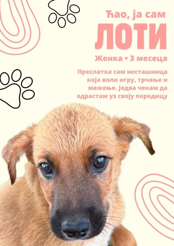 Loti (Лоти), Mixed Breed for adoption at JKP Veterina Beograd — Prihvatilište za pse, Belgrade