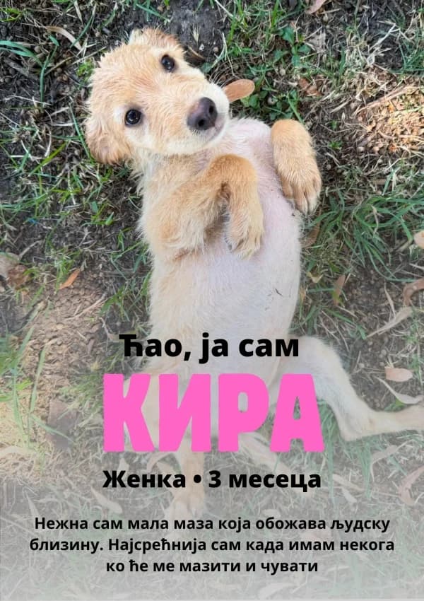Kira (Кира), Mixed Breed for adoption at JKP Veterina Beograd — Prihvatilište za pse, Belgrade