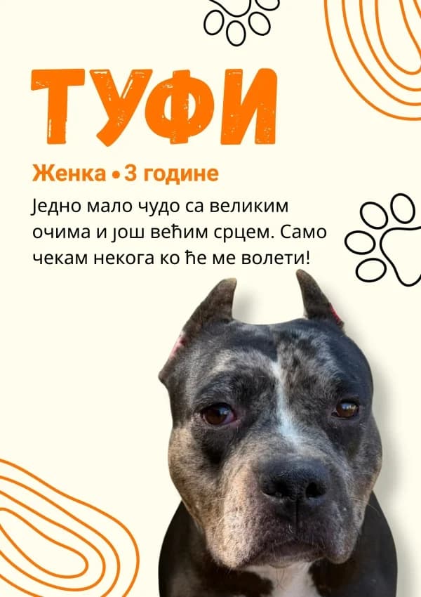 Tufi, Mixed Breed for adoption at JKP Veterina Beograd — Prihvatilište za pse, Belgrade