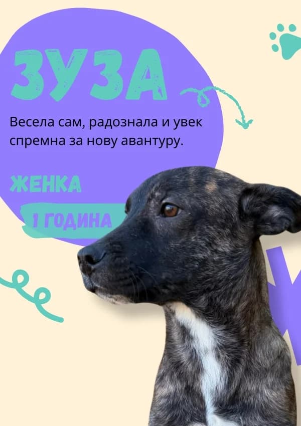 Zuza, Mixed Breed for adoption at JKP Veterina Beograd — Prihvatilište za pse, Belgrade