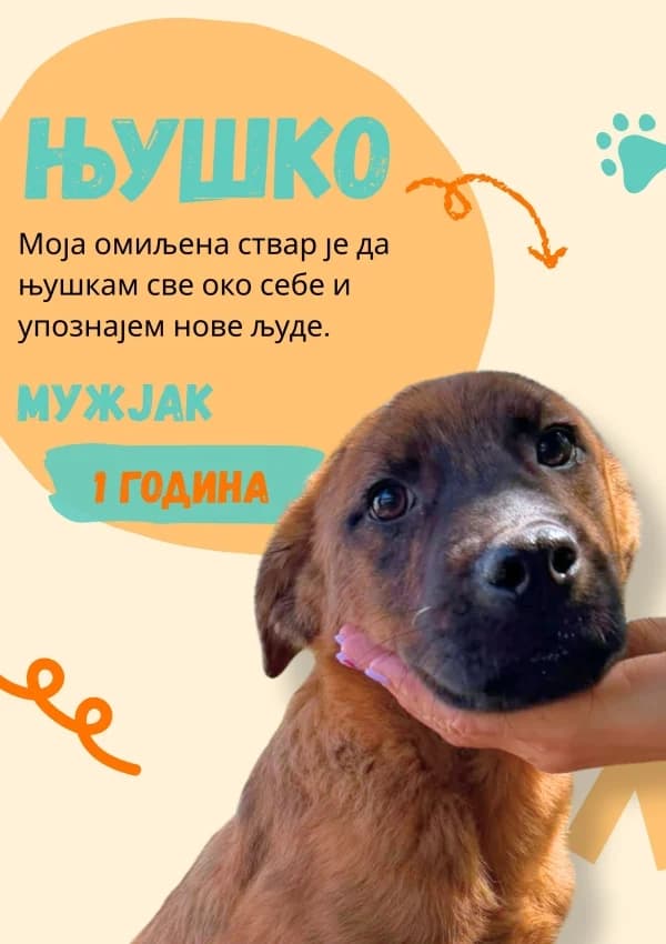 Njuško, Mixed Breed for adoption at JKP Veterina Beograd — Prihvatilište za pse, Belgrade
