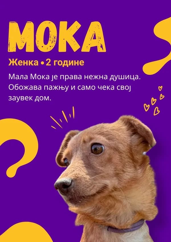Moka, Mixed Breed for adoption at JKP Veterina Beograd — Prihvatilište za pse, Belgrade