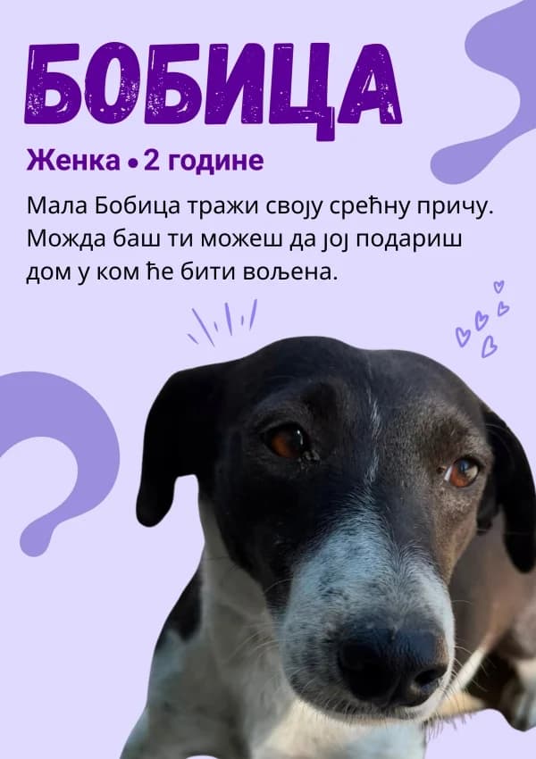 Bobica, Mixed Breed for adoption at JKP Veterina Beograd — Prihvatilište za pse, Belgrade