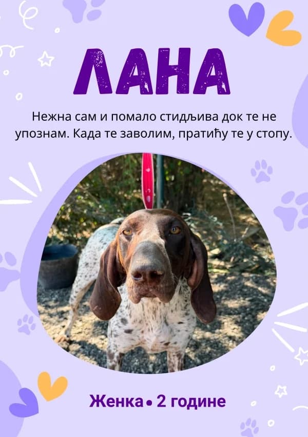 Lana, Mixed Breed for adoption at JKP Veterina Beograd — Prihvatilište za pse, Belgrade