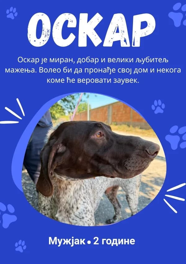 Oskar (Оскар), Mixed Breed for adoption at JKP Veterina Beograd — Prihvatilište za pse, Belgrade