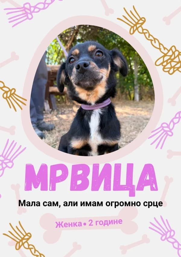 Mrvitsa (Мрвица), Mixed Breed for adoption at JKP Veterina Beograd — Prihvatilište za pse, Belgrade
