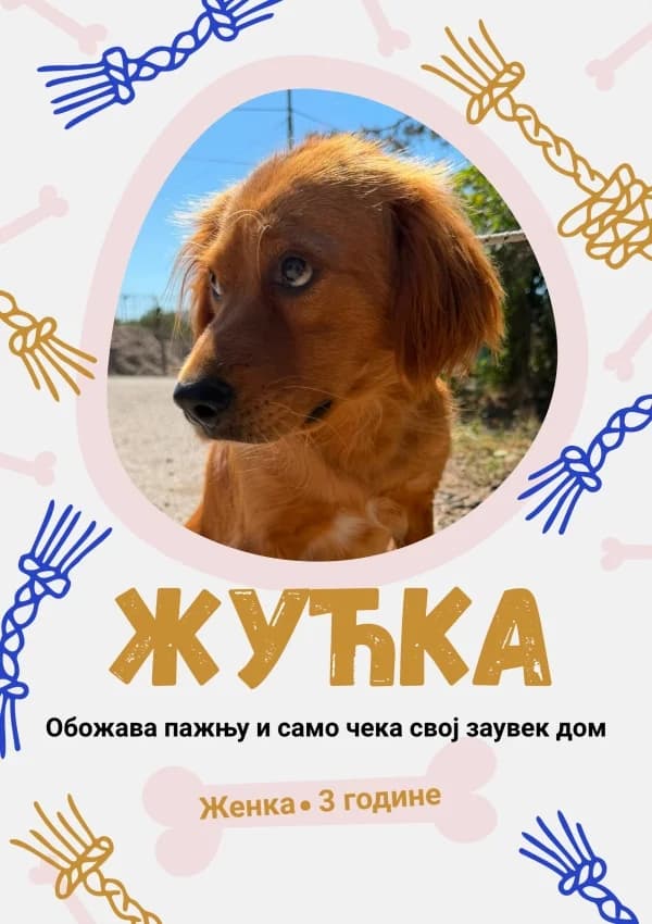 Zhucka (Жућка), Mixed Breed for adoption at JKP Veterina Beograd — Prihvatilište za pse, Belgrade