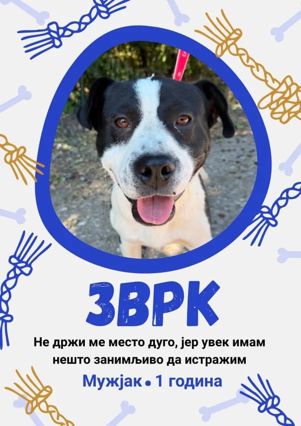 Zvrk (Зврк), Mixed Breed for adoption at JKP Veterina Beograd — Prihvatilište za pse, Belgrade