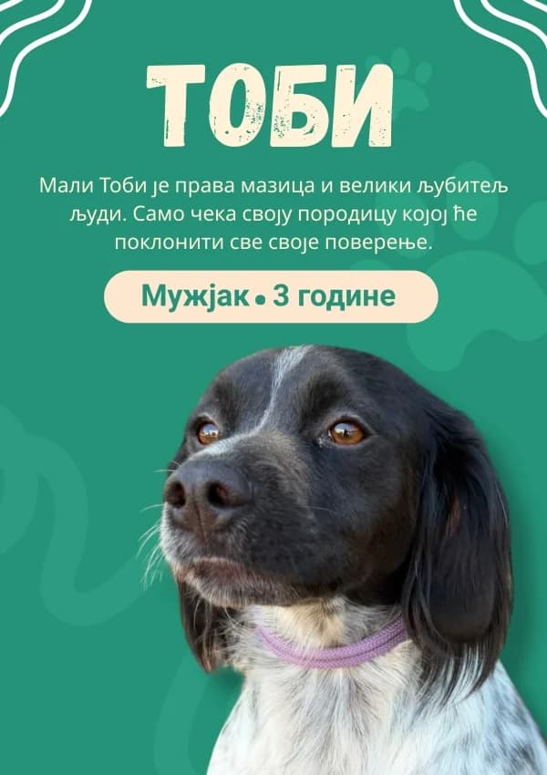 Tobi (Тоби), Mixed Breed for adoption at JKP Veterina Beograd — Prihvatilište za pse, Belgrade