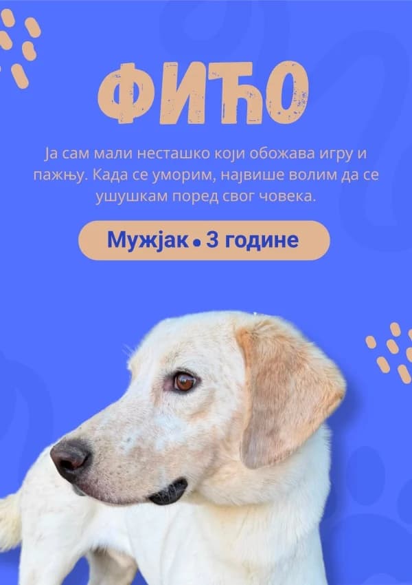 Fico (Фићо), Mixed Breed for adoption at JKP Veterina Beograd — Prihvatilište za pse, Belgrade