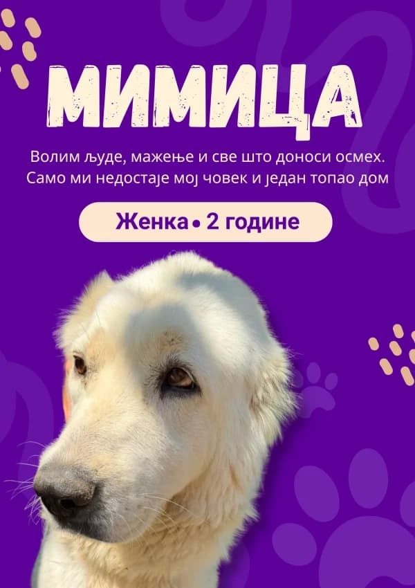 Mimitsa (Мимица), Mixed Breed for adoption at JKP Veterina Beograd — Prihvatilište za pse, Belgrade