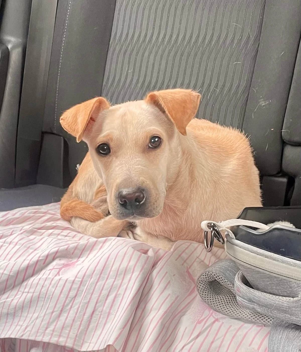 Hunny, female 3yo mixed breed for adoption at Šape Smedereva, Smederevo