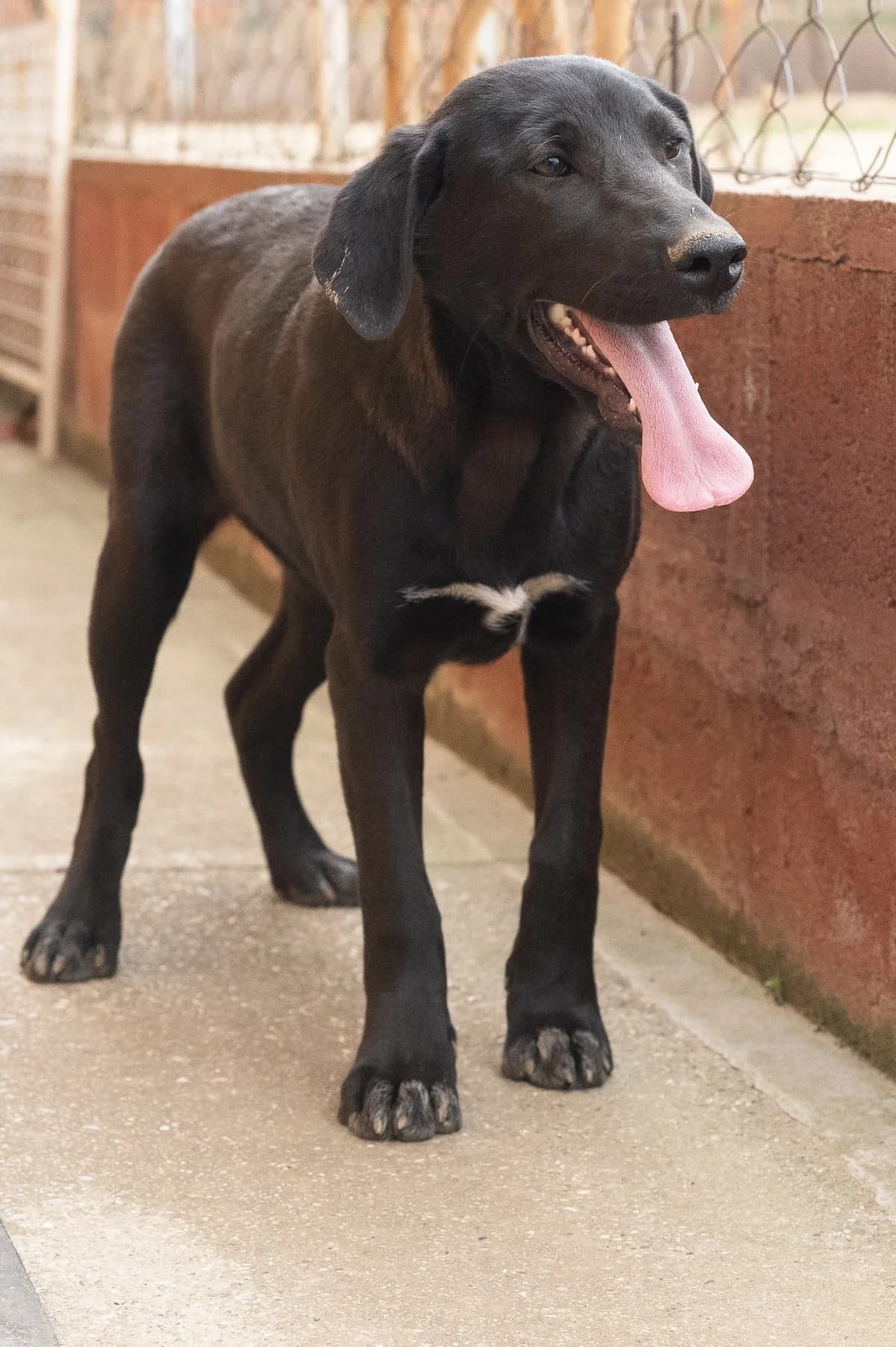 SALI, female young mixed breed for adoption at Šape Smedereva, Smederevo