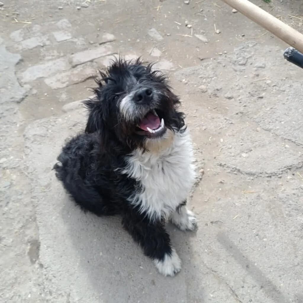 Čupka, female Mixed Breed for adoption at Udomi Psa — Šapasti raj, Belgrade