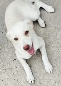 Munja, Mixed Breed for adoption at Udomi Psa — Šapasti raj, Belgrade