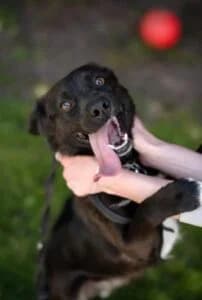 Vasa, male Mixed Breed for adoption at Udomi Psa — Šapasti raj, Belgrade