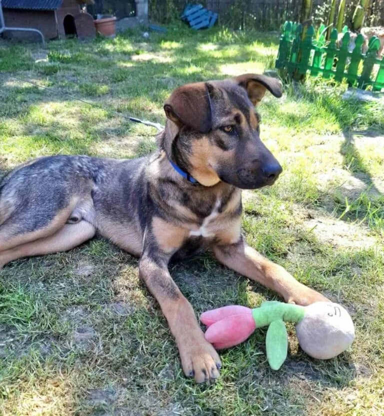 Dušan, male Mixed Breed for adoption at Udomi Psa — Šapasti raj, Belgrade