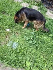 Nemački ovčar, Mixed Breed for adoption at Udomi Psa — Šapasti raj, Belgrade