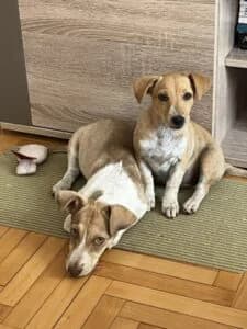 Sestrice, Mixed Breed for adoption at Udomi Psa — Šapasti raj, Belgrade