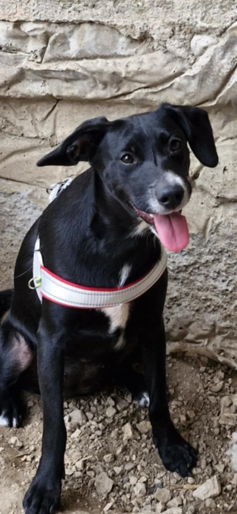 Brena, female Mixed Breed for adoption at Udomi Psa — Šapasti raj, Belgrade
