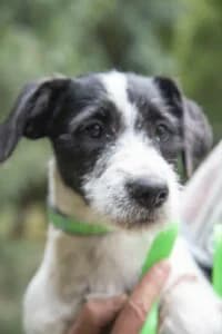 Nensi, Mixed Breed for adoption at Udomi Psa — Šapasti raj, Belgrade