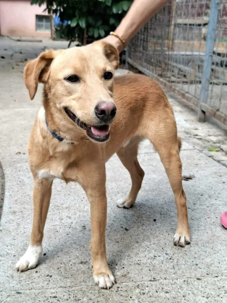 Toni, male Mixed Breed for adoption at Udomi Psa — Šapasti raj, Belgrade