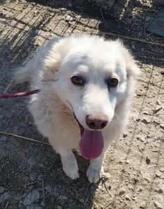 Nina, female Mixed Breed for adoption at Udomi Psa — Šapasti raj, Belgrade
