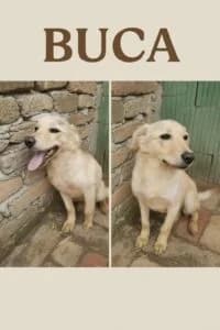 Buca, male Mixed Breed for adoption at Udomi Psa — Šapasti raj, Belgrade