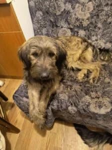 Laki i Lola, Mixed Breed for adoption at Udomi Psa — Šapasti raj, Belgrade
