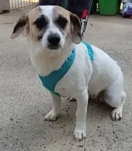 Lenka, Mixed Breed for adoption at Udomi Psa — Šapasti raj, Belgrade