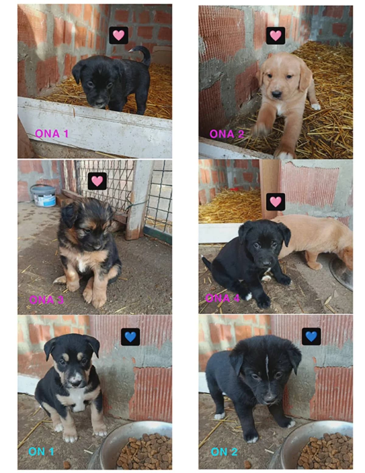 Preslatki štenci, Mixed Breed for adoption at Udomi Psa — Šapasti raj, Belgrade