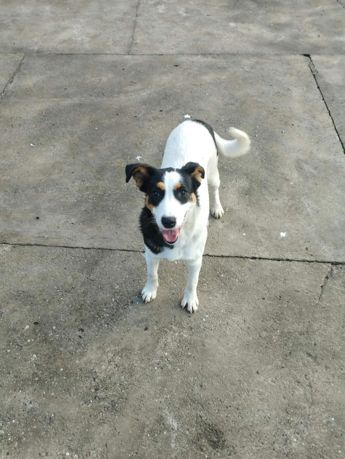 Milkica, Mixed Breed for adoption at Udomi Psa — Šapasti raj, Belgrade