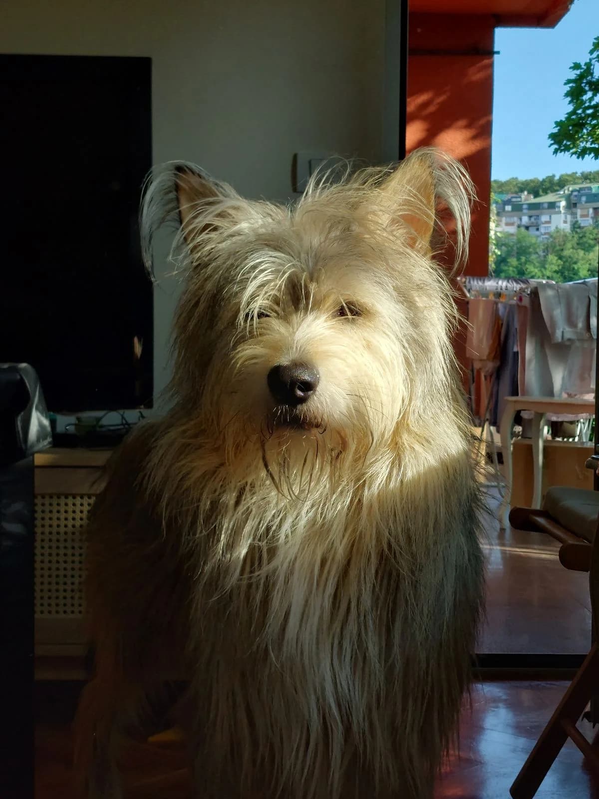 Piksi, male Mixed Breed for adoption at Udomi Psa — Šapasti raj, Belgrade