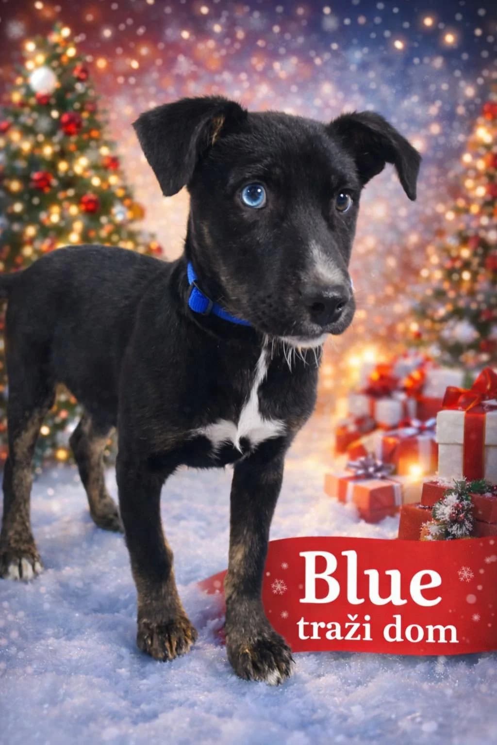 Blue, Mixed Breed for adoption at Udomi Psa — Šapasti raj, Belgrade