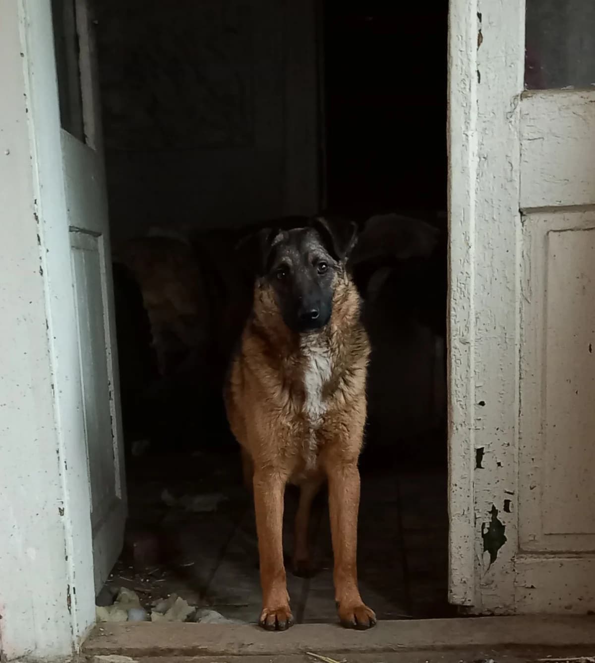Mlad dve godine, male Mixed Breed for adoption at Udomi Psa — Šapasti raj, Belgrade