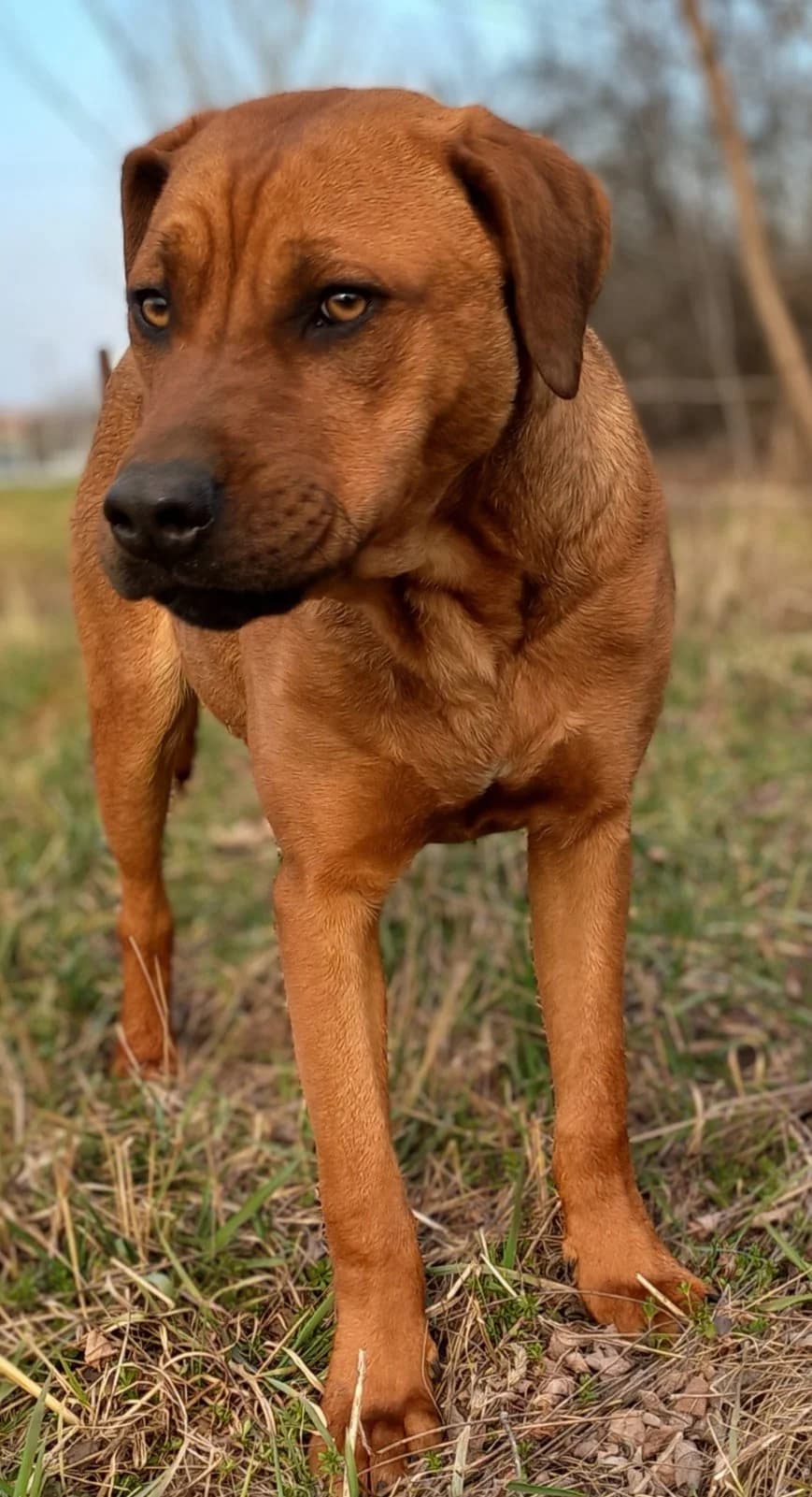 Moki, Mixed Breed for adoption at Udomi Psa — Šapasti raj, Belgrade